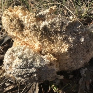 Laetiporus portentosus at Majura, ACT - 20 Nov 2017