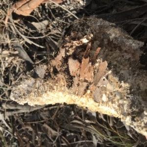 Laetiporus portentosus at Majura, ACT - 20 Nov 2017