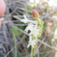 Stackhousia monogyna (Creamy Candles) at Yass, NSW - 4 Oct 2017 by Ryl