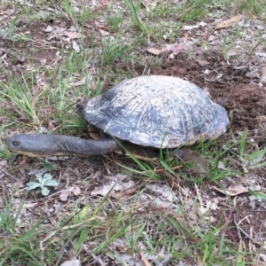 Chelodina longicollis at Stromlo, ACT - 18 Nov 2017