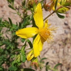 Hypericum perforatum (St John's Wort) at Kambah, ACT - 20 Nov 2017 by RosemaryRoth