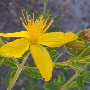 Hypericum perforatum at Kambah, ACT - 20 Nov 2017 11:09 AM