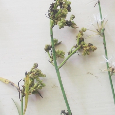 Aceria chondrillae (Chondrilla gall mite, Skeletonweed gall mite) at Garran, ACT - 30 Jan 2016 by ruthkerruish