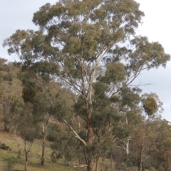 Eucalyptus melliodora (Yellow Box) at Conder, ACT - 12 Nov 2017 by MichaelBedingfield