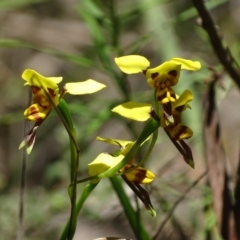 Diuris sulphurea at Paddys River, ACT - 20 Nov 2017