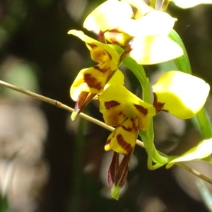 Diuris sulphurea at Paddys River, ACT - 20 Nov 2017