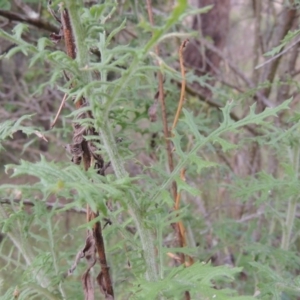 Senecio bathurstianus at Conder, ACT - 12 Nov 2017 07:52 PM