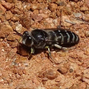 Bembix sp. (genus) at Paddys River, ACT - 20 Nov 2017 01:48 PM