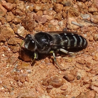 Bembix sp. (genus) (Unidentified Bembix sand wasp) at Tidbinbilla Nature Reserve - 20 Nov 2017 by roymcd
