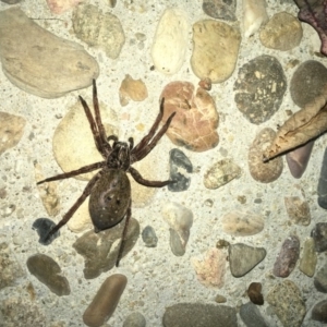 Mituliodon tarantulinus at Acton, ACT - 21 Nov 2017 09:25 AM