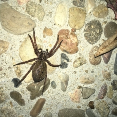 Unidentified Wolf spider (Lycosidae) at Acton, ACT - 20 Nov 2017 by W