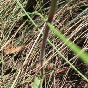 Caladenia alpina at Cotter River, ACT - 21 Nov 2017