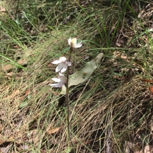 Caladenia alpina at Cotter River, ACT - 21 Nov 2017