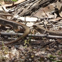 Liopholis whitii (White's Skink) at Cotter River, ACT - 20 Nov 2017 by roymcd