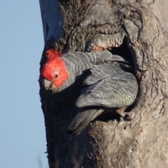 Callocephalon fimbriatum (Gang-gang Cockatoo) at Deakin, ACT - 15 Nov 2017 by roymcd