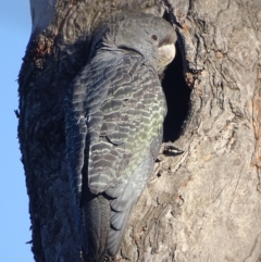 Callocephalon fimbriatum at Deakin, ACT - suppressed