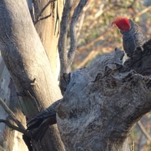 Callocephalon fimbriatum at Deakin, ACT - suppressed