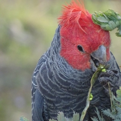 Callocephalon fimbriatum (Gang-gang Cockatoo) at Deakin, ACT - 9 Nov 2017 by roymcd