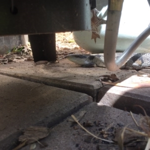 Tiliqua scincoides scincoides at Kaleen, ACT - 21 Nov 2017 10:46 AM