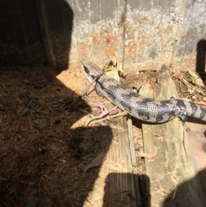 Tiliqua scincoides scincoides at Kaleen, ACT - 21 Nov 2017 10:46 AM