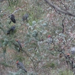 Callocephalon fimbriatum (Gang-gang Cockatoo) at Deakin, ACT - 17 Nov 2017 by roymcd