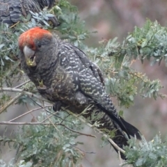 Callocephalon fimbriatum at Deakin, ACT - suppressed