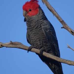 Callocephalon fimbriatum at Deakin, ACT - 19 Nov 2017