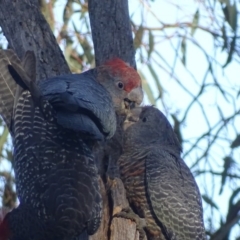 Callocephalon fimbriatum at Deakin, ACT - suppressed