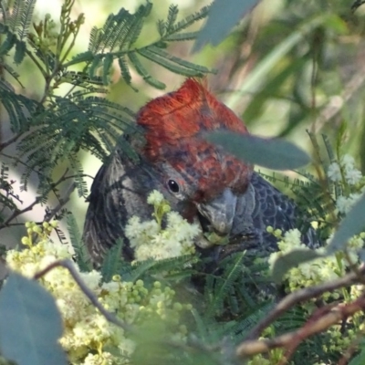 Callocephalon fimbriatum (Gang-gang Cockatoo) at Deakin, ACT - 19 Nov 2017 by roymcd