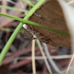 Nacoleia rhoeoalis at Aranda, ACT - 18 Nov 2017 05:44 PM