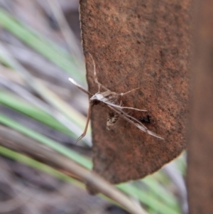 Nacoleia rhoeoalis at Aranda, ACT - 18 Nov 2017 05:44 PM