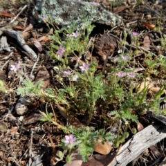 Erodium cicutarium at Belconnen, ACT - 19 Nov 2017