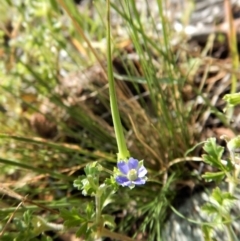 Erodium crinitum at Belconnen, ACT - 19 Nov 2017