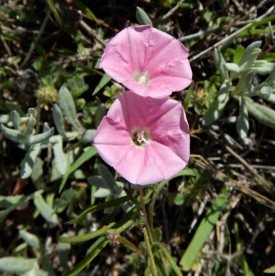 Convolvulus angustissimus subsp. angustissimus (Australian Bindweed) at Belconnen, ACT - 18 Nov 2017 by CathB