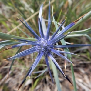 Eryngium ovinum at Belconnen, ACT - 19 Nov 2017 10:42 AM