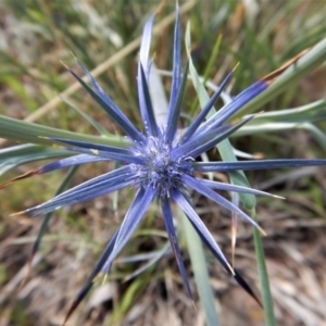 Eryngium ovinum at Belconnen, ACT - 19 Nov 2017