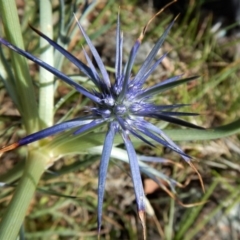 Eryngium ovinum at Belconnen, ACT - 19 Nov 2017 10:42 AM