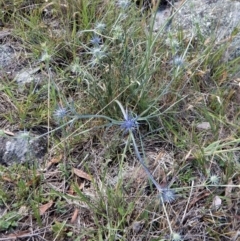 Eryngium ovinum at Belconnen, ACT - 19 Nov 2017