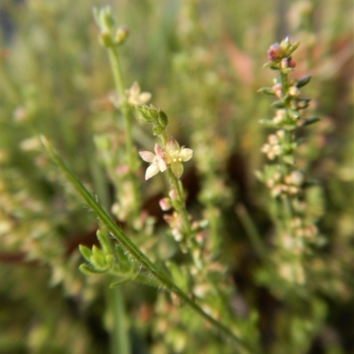 Galium gaudichaudii subsp. gaudichaudii (Rough Bedstraw) at Belconnen, ACT - 19 Nov 2017 by CathB