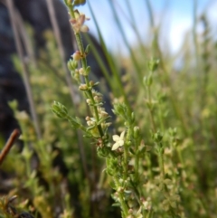 Galium gaudichaudii subsp. gaudichaudii at Belconnen, ACT - 19 Nov 2017