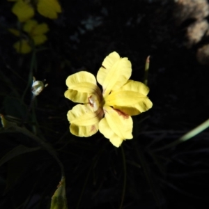 Goodenia hederacea subsp. hederacea at Belconnen, ACT - 19 Nov 2017 10:33 AM