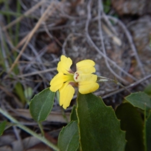 Goodenia hederacea subsp. hederacea at Belconnen, ACT - 19 Nov 2017 10:33 AM