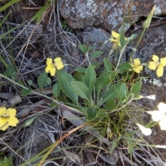 Goodenia hederacea subsp. hederacea at Belconnen, ACT - 19 Nov 2017 10:33 AM