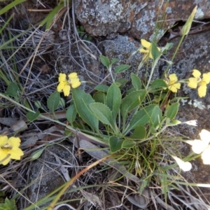 Goodenia hederacea subsp. hederacea at Belconnen, ACT - 19 Nov 2017 10:33 AM