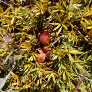 Styphelia humifusum at Belconnen, ACT - 19 Nov 2017