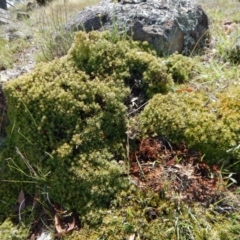 Styphelia humifusum at Belconnen, ACT - 19 Nov 2017