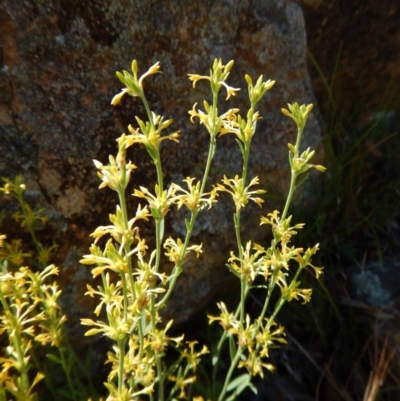 Pimelea curviflora (Curved Rice-flower) at Mount Painter - 18 Nov 2017 by CathB