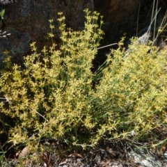 Pimelea curviflora at Belconnen, ACT - 19 Nov 2017