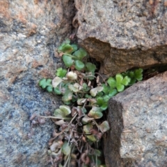 Asplenium subglandulosum (Blanket Fern) at Belconnen, ACT - 19 Nov 2017 by CathB