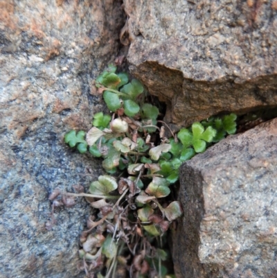 Pleurosorus rutifolius (Blanket Fern) at Belconnen, ACT - 18 Nov 2017 by CathB